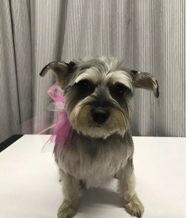 A Different Breed Dog Grooming