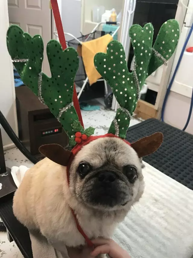 A Different Breed Dog Grooming