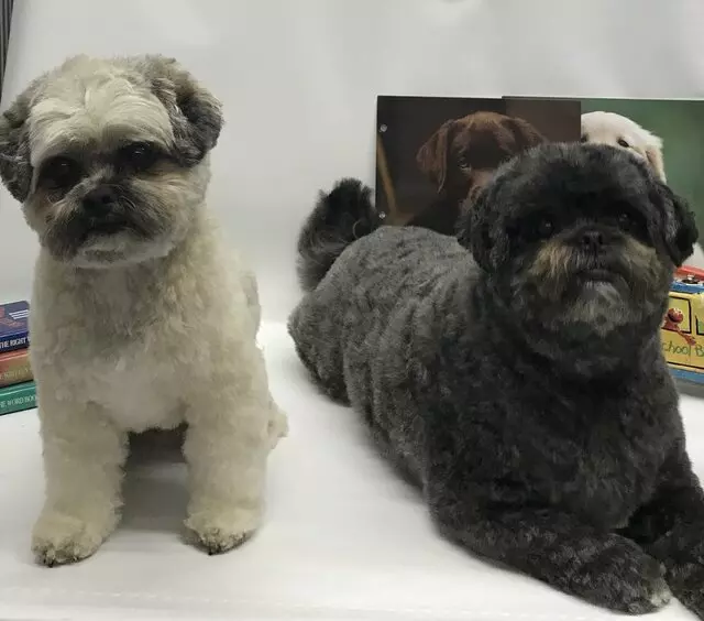 A Different Breed Dog Grooming