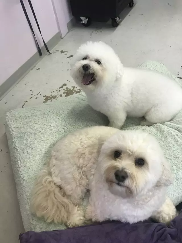 A Different Breed Dog Grooming