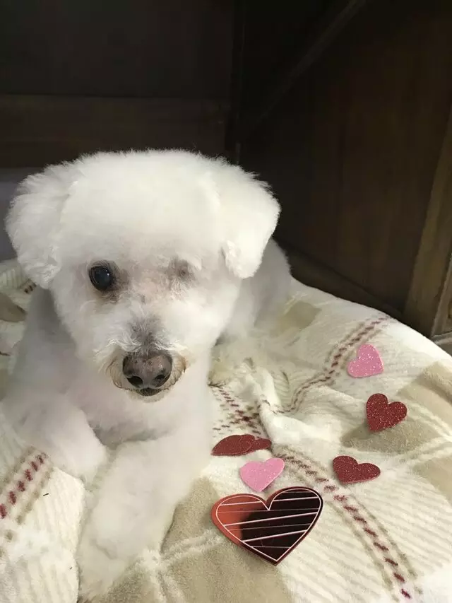 A Different Breed Dog Grooming