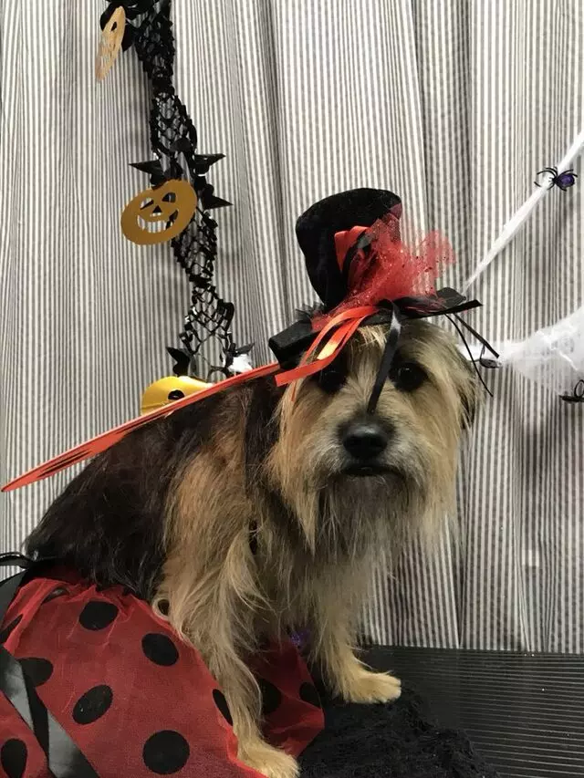A Different Breed Dog Grooming
