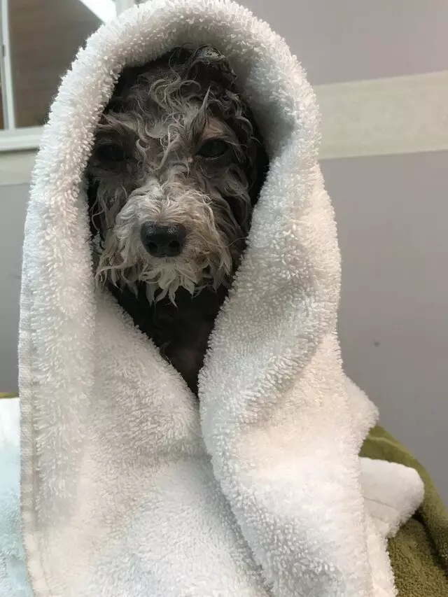 A Different Breed Dog Grooming