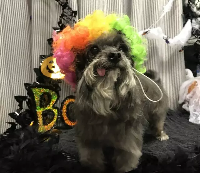 A Different Breed Dog Grooming