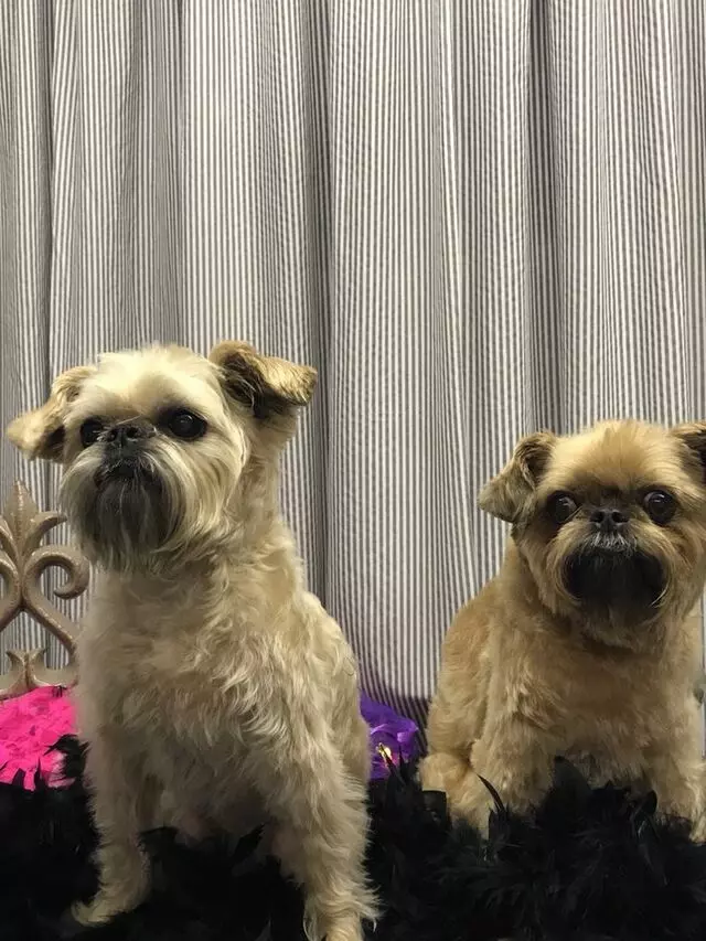 A Different Breed Dog Grooming