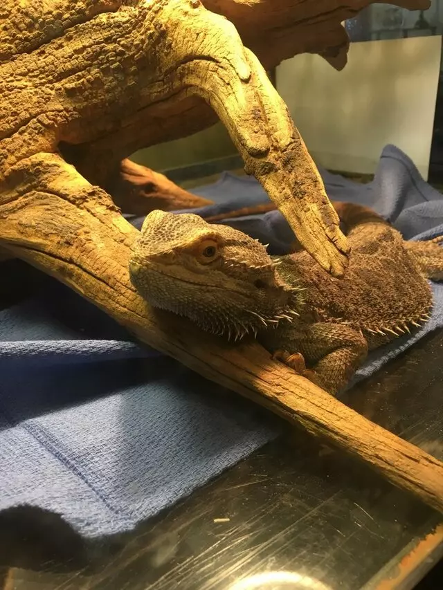 Avian & Exotic Animal Clinic