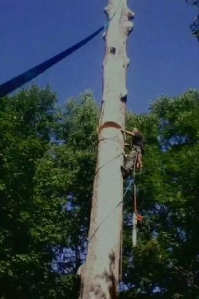 Arborist Professionals by Mid-Western Tree Experts