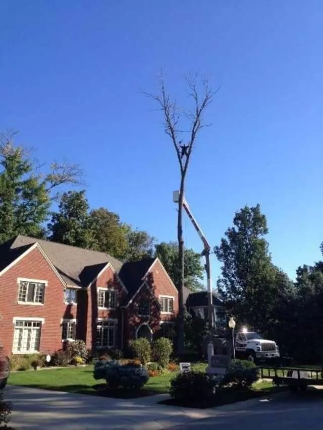Arborist Professionals by Mid-Western Tree Experts