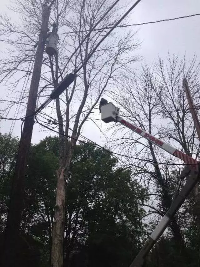 Arborist Professionals by Mid-Western Tree Experts