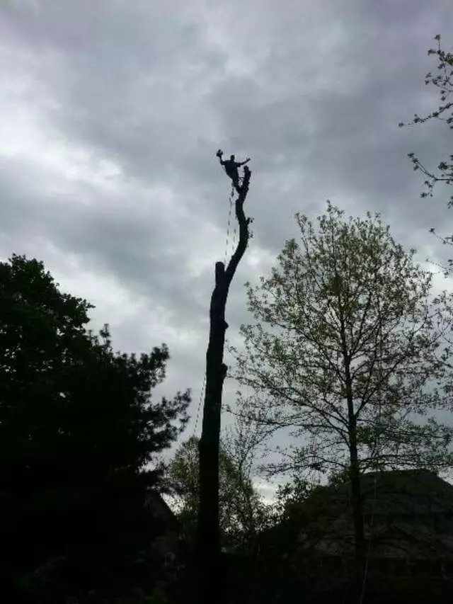 Arborist Professionals by Mid-Western Tree Experts