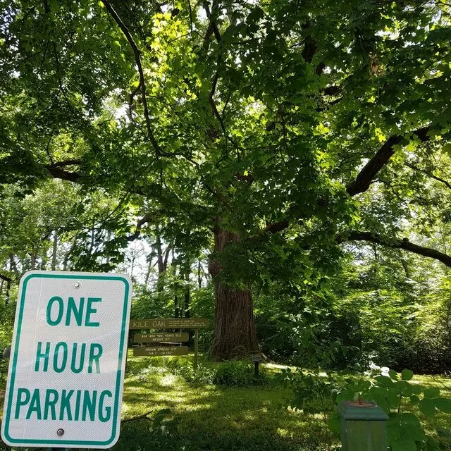 Kile Oak