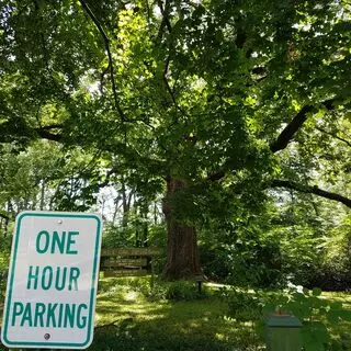 Kile Oak