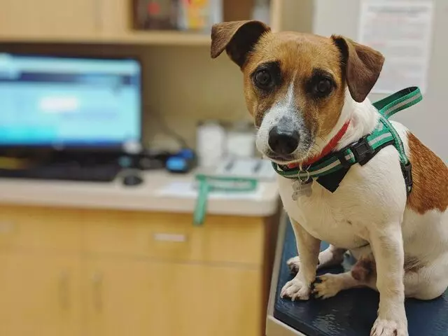 Pet Wellness Clinics