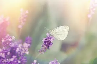 Allergy & Asthma Care of Indiana