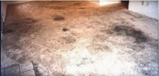 American Carpet Cleaners