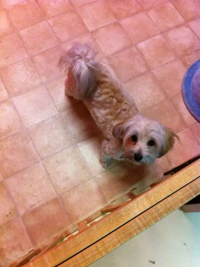 All Creatures Great and Groomed