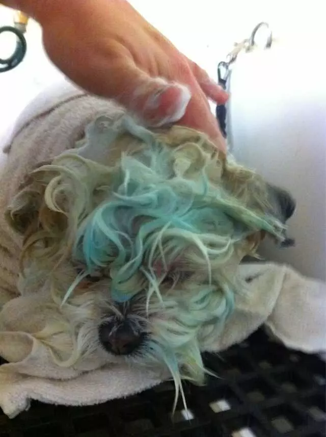All Creatures Great and Groomed