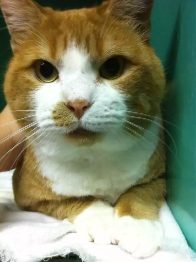All Creatures Great and Groomed