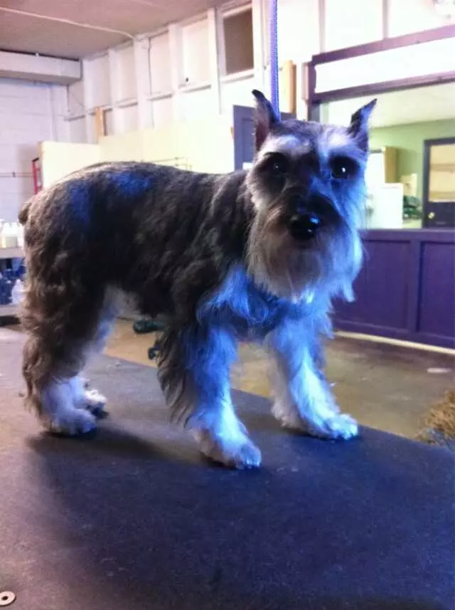 All Creatures Great and Groomed