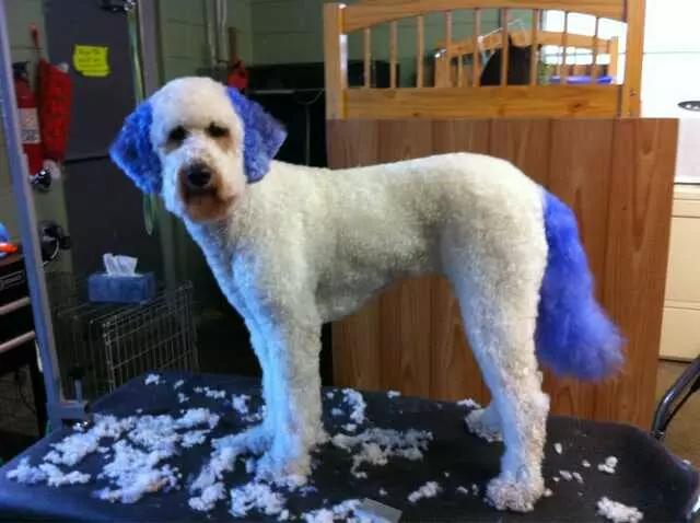All Creatures Great and Groomed