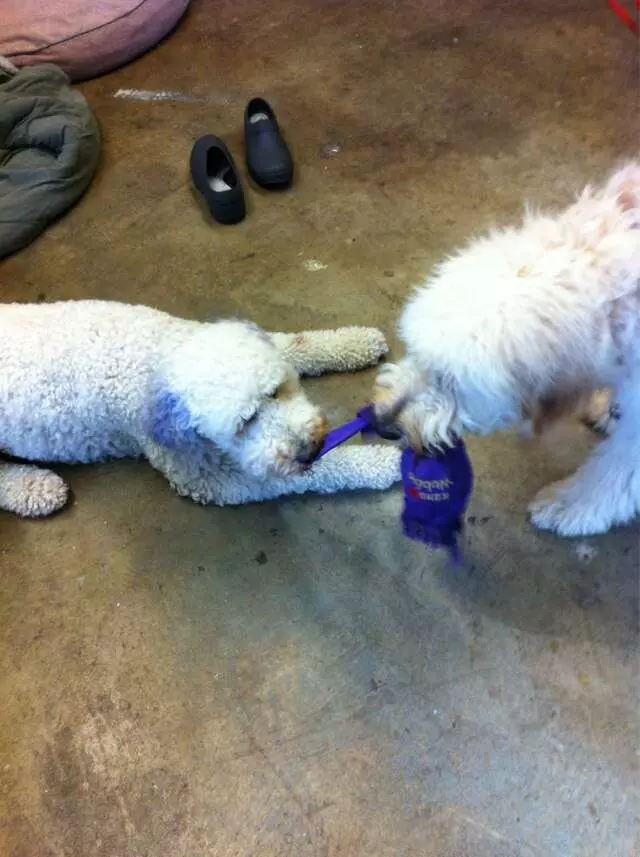 All Creatures Great and Groomed