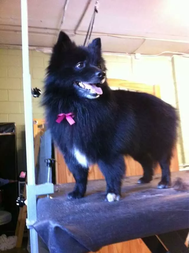 All Creatures Great and Groomed