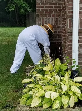 Black Widow Pest Control