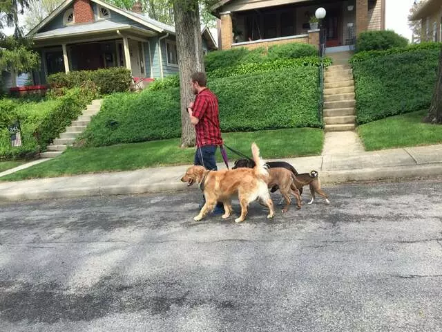 Andrew Warner Dog Training