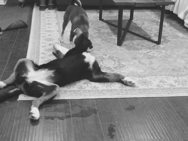 Andrew Warner Dog Training