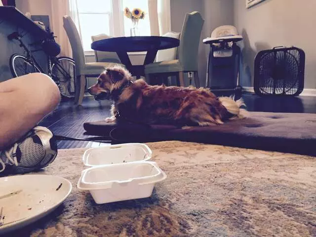Andrew Warner Dog Training