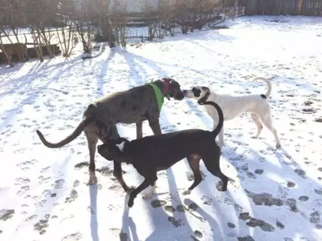 Andrew Warner Dog Training