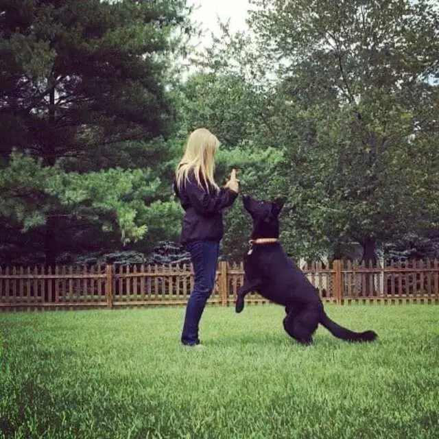 Andrew Warner Dog Training