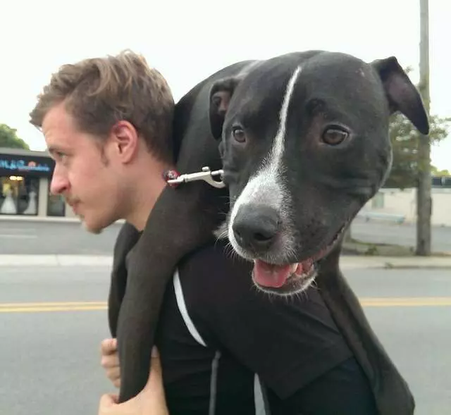 Andrew Warner Dog Training