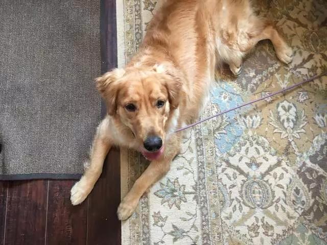 Andrew Warner Dog Training