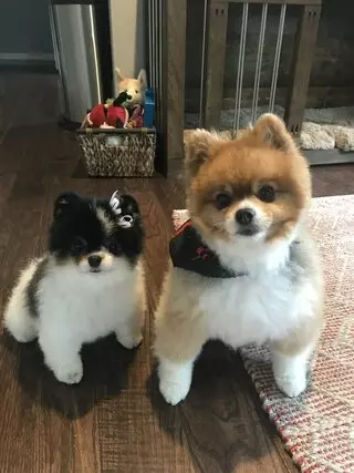 Animal House Pet Grooming