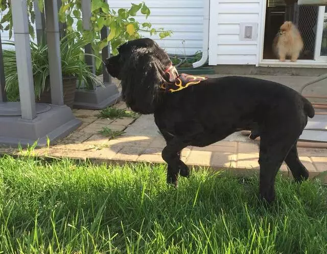 Animal House Pet Grooming