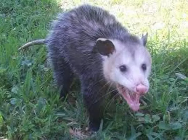 Affordable Wildlife Removal