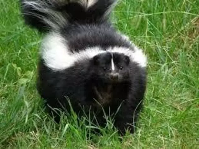 Affordable Wildlife Removal