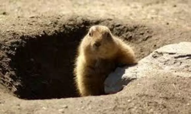 Affordable Wildlife Removal
