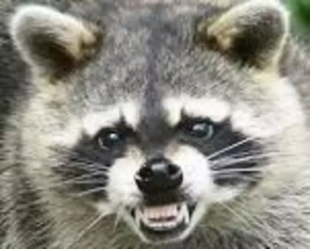 Affordable Wildlife Removal