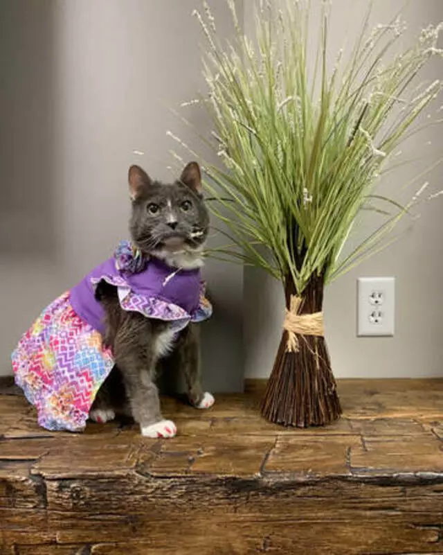 Animal Allergy & Dermatology Center of Indiana