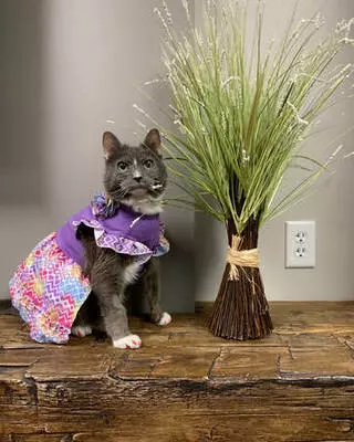 Animal Allergy & Dermatology Center of Indiana