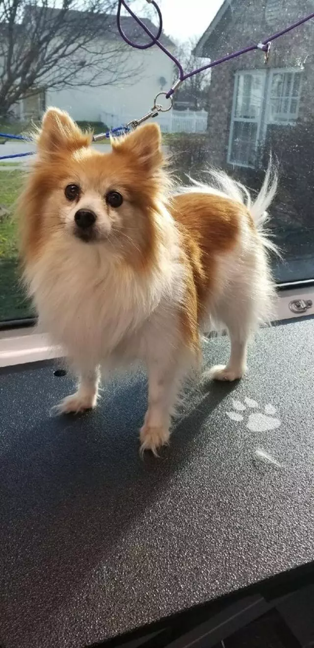 Aussie Pet Mobile West Indianapolis