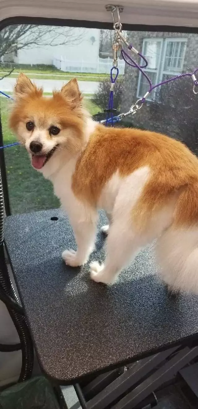 Aussie Pet Mobile West Indianapolis