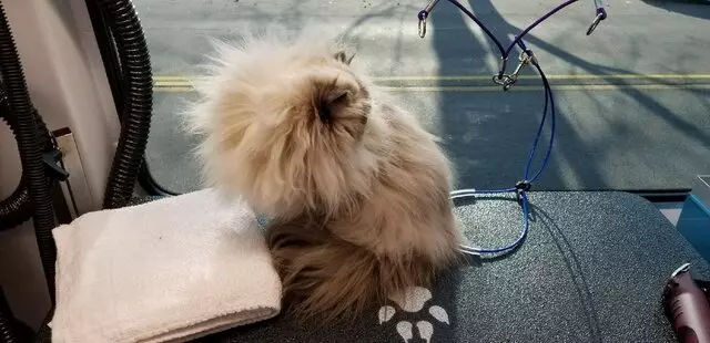Aussie Pet Mobile West Indianapolis