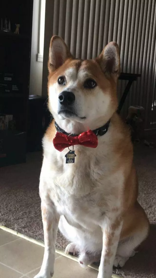 Americas Basenji & Shiba Inu Rescue