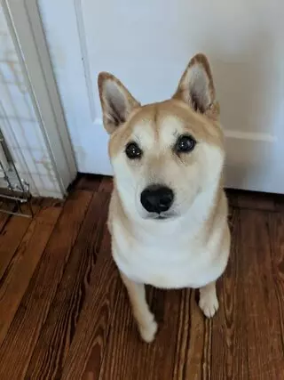 Americas Basenji & Shiba Inu Rescue