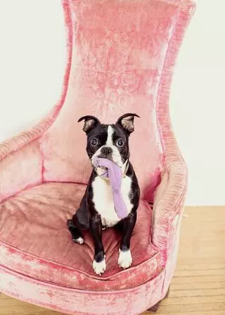 Madeline’s Doghouse