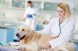 Animal Pets In a Compassionate