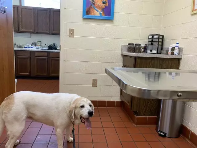 Avalon Animal Clinic